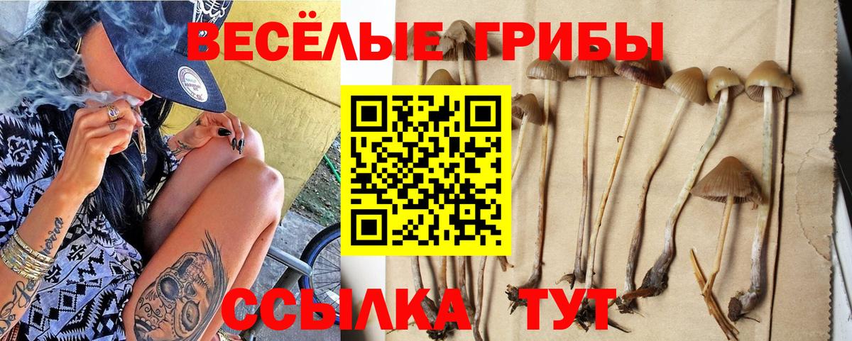Псилоцибиновые грибы мицелий Ленинск-Кузнецкий
